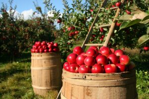 Agriculture Packaging